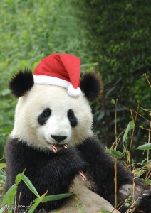 Algorytm Panda